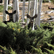 Deer taking a cautionary break from their aspen snacking. Image courtesy of Paul Rogers
